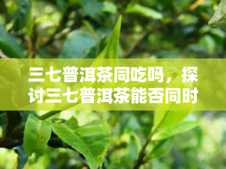 三七普洱茶同吃吗，探讨三七普洱茶能否同时食用？