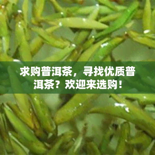 求购普洱茶，寻找优质普洱茶？欢迎来选购！