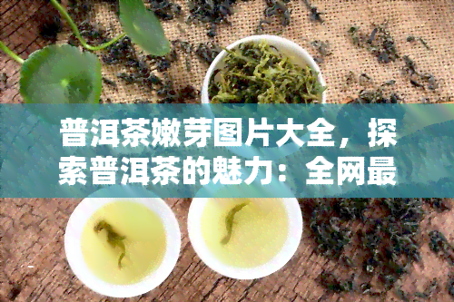 普洱茶嫩芽图片大全，探索普洱茶的魅力：全网最全的嫩芽图片大全