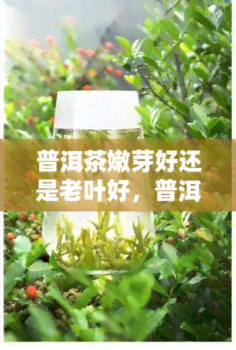 普洱茶嫩芽好还是老叶好，普洱茶：嫩芽与老叶，哪个更好？