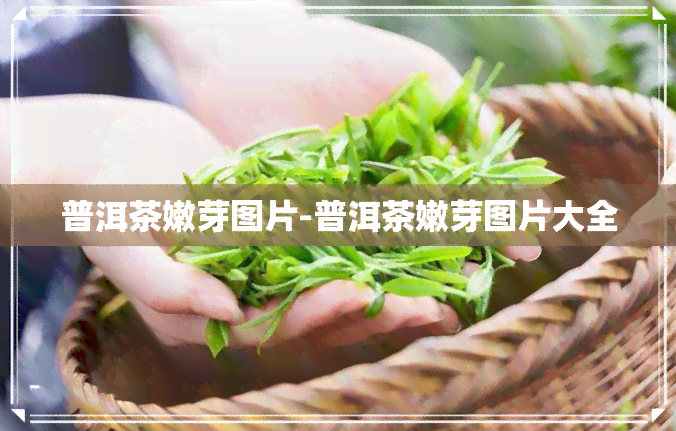 普洱茶嫩芽图片-普洱茶嫩芽图片大全