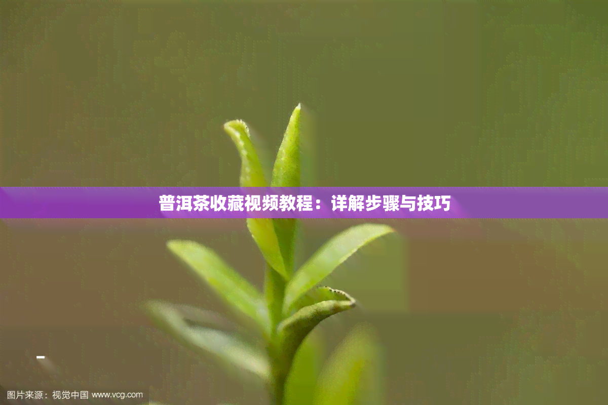 普洱茶收藏视频教程：详解步骤与技巧