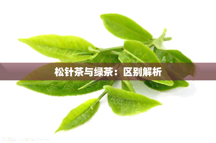 松针茶与绿茶：区别解析