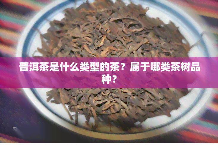 普洱茶是什么类型的茶？属于哪类茶树品种？