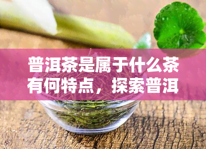 普洱茶是属于什么茶有何特点，探索普洱茶：了解其种类和独特特点