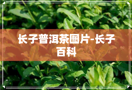 长子普洱茶图片-长子百科