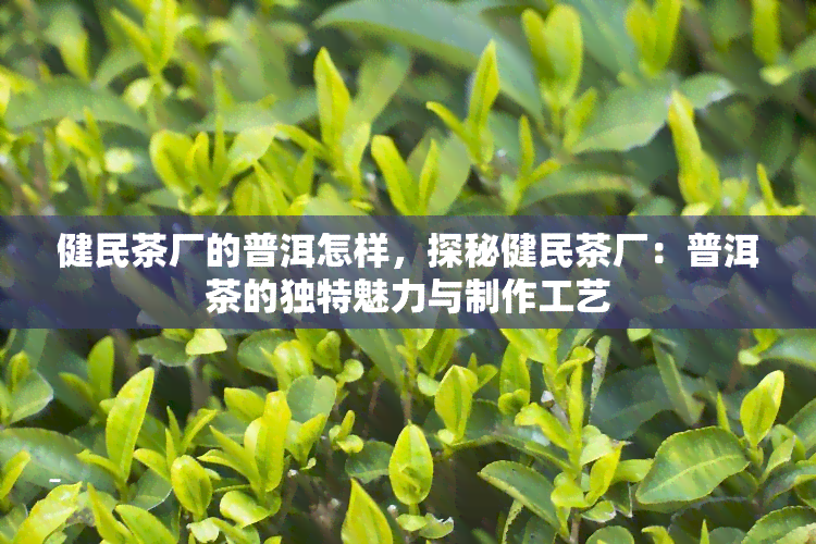 健民茶厂的普洱怎样，探秘健民茶厂：普洱茶的独特魅力与制作工艺