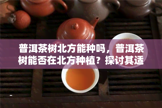 普洱茶树北方能种吗，普洱茶树能否在北方种植？探讨其适应性和栽培技巧