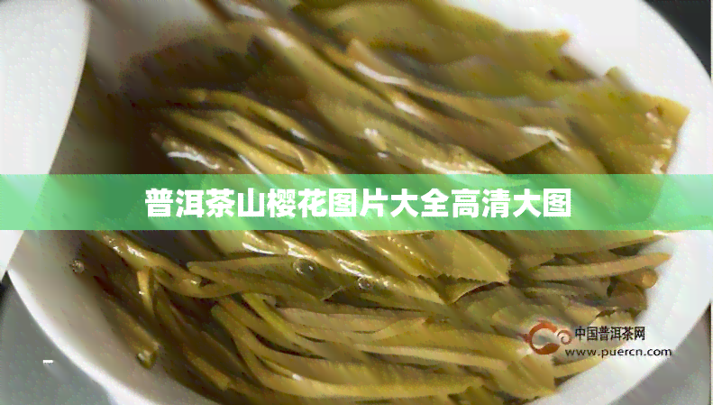 普洱茶山樱花图片大全高清大图