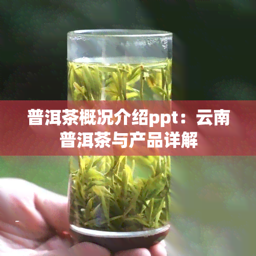 普洱茶概况介绍ppt：云南普洱茶与产品详解