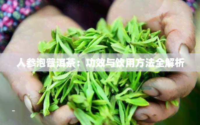 人参泡普洱茶：功效与饮用方法全解析