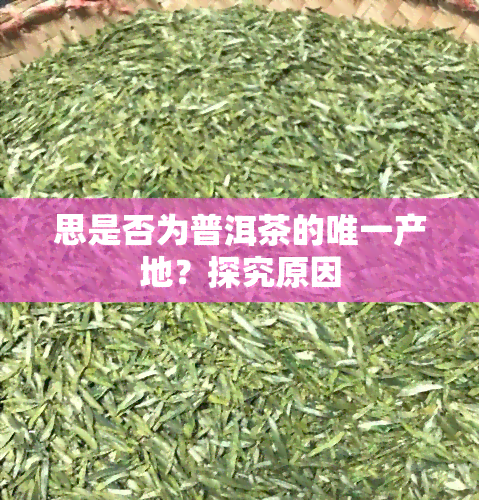 思是否为普洱茶的唯一产地？探究原因