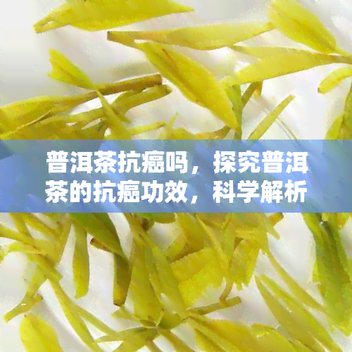 普洱茶抗癌吗，探究普洱茶的抗癌功效，科学解析茶叶的秘密