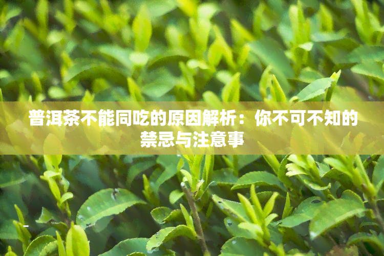 普洱茶不能同吃的原因解析：你不可不知的禁忌与注意事