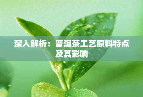 深入解析：普洱茶工艺原料特点及其影响