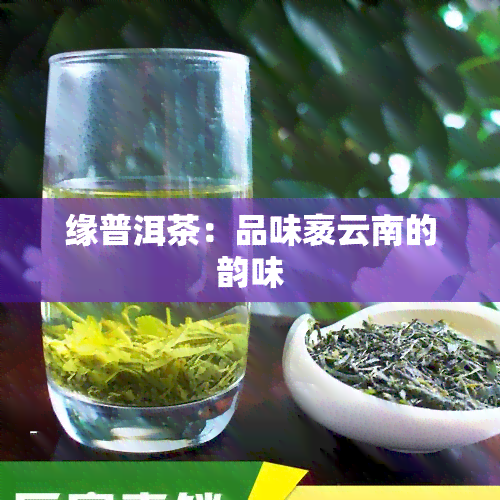 缘普洱茶：品味袤云南的韵味