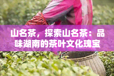 山名茶，探索山名茶：品味湖南的茶叶文化瑰宝