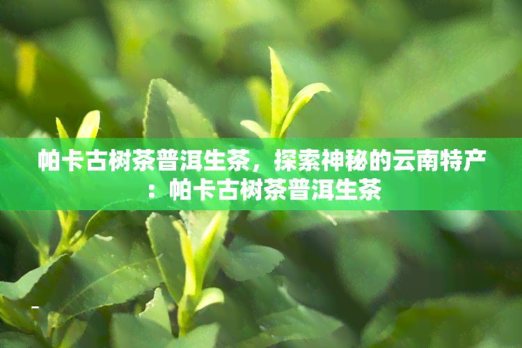 帕卡古树茶普洱生茶，探索神秘的云南特产：帕卡古树茶普洱生茶