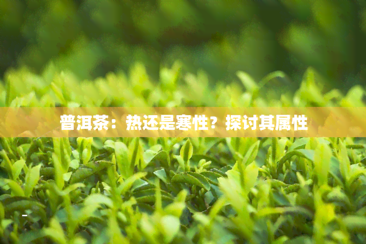 普洱茶：热还是寒性？探讨其属性