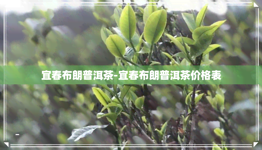 宜春布朗普洱茶-宜春布朗普洱茶价格表