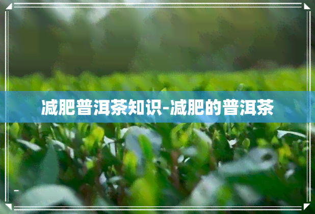 减肥普洱茶知识-减肥的普洱茶