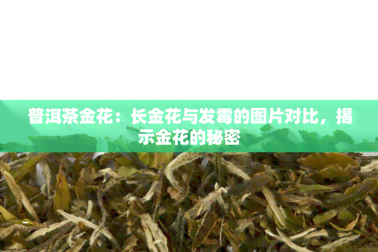 普洱茶金花：长金花与发霉的图片对比，揭示金花的秘密