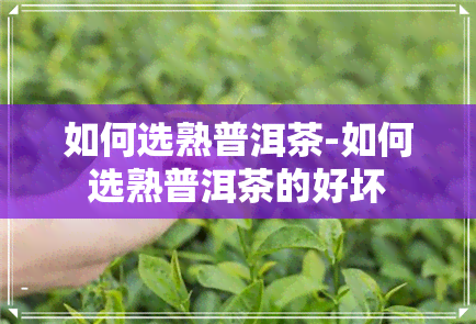 如何选熟普洱茶-如何选熟普洱茶的好坏