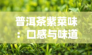 普洱茶紫菜味：口感与味道评价