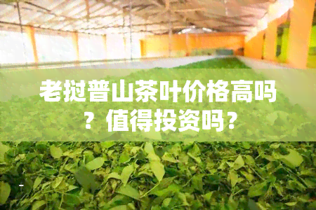 老挝普山茶叶价格高吗？值得投资吗？