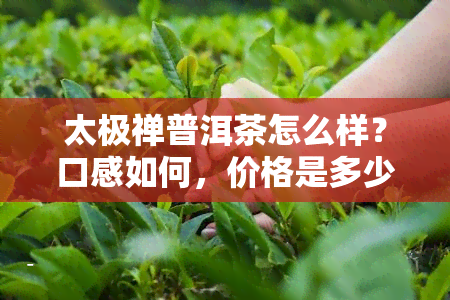 太极禅普洱茶怎么样？口感如何，价格是多少？