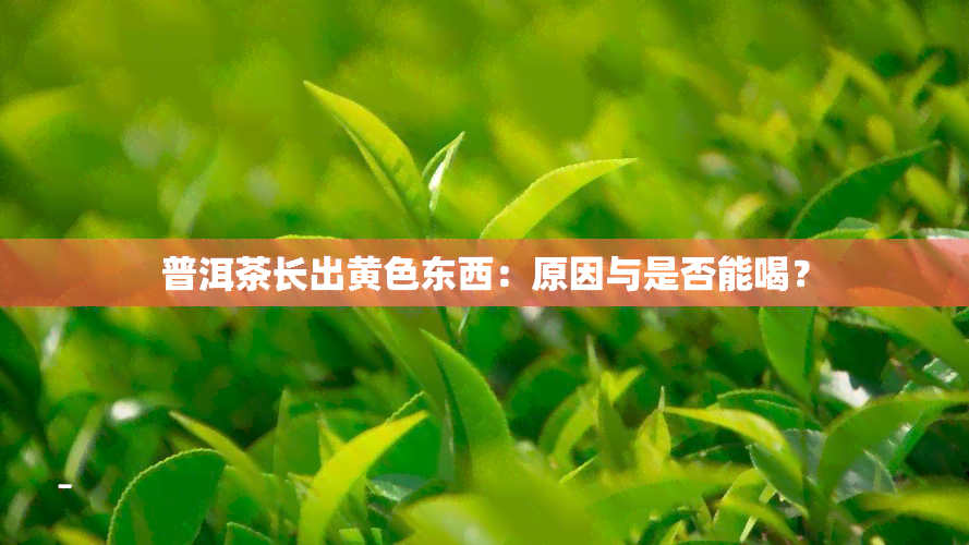 普洱茶长出黄色东西：原因与是否能喝？