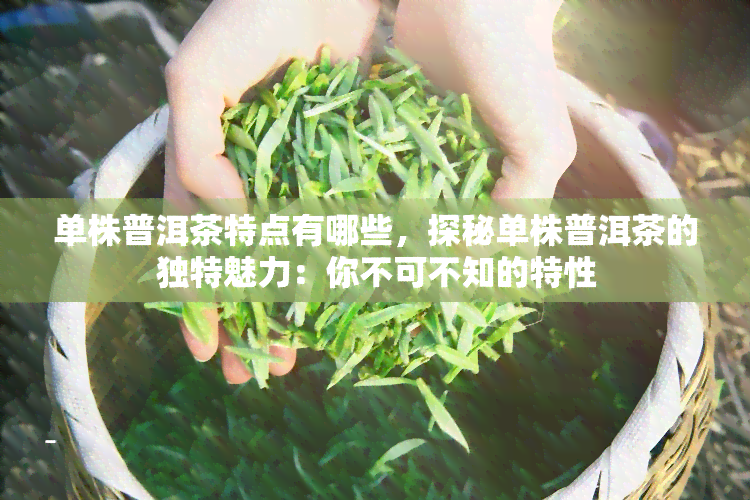 单株普洱茶特点有哪些，探秘单株普洱茶的独特魅力：你不可不知的特性