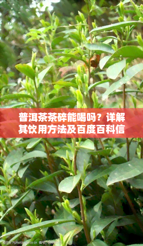 普洱茶茶碎能喝吗？详解其饮用方法及百度百科信息