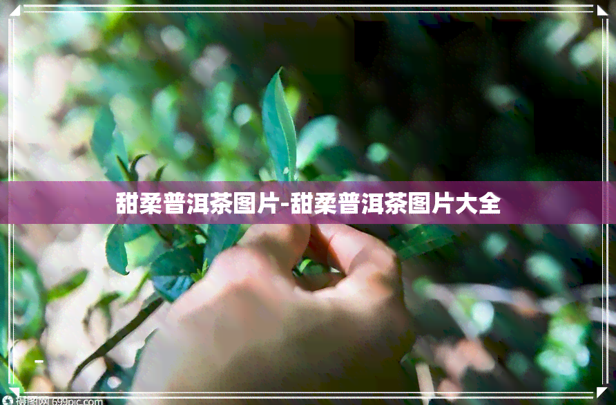 甜柔普洱茶图片-甜柔普洱茶图片大全