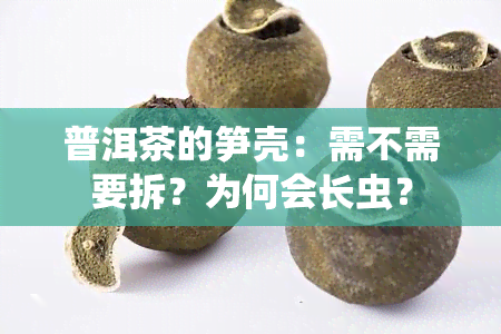 普洱茶的笋壳：需不需要拆？为何会长虫？