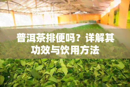 普洱茶排便吗？详解其功效与饮用方法