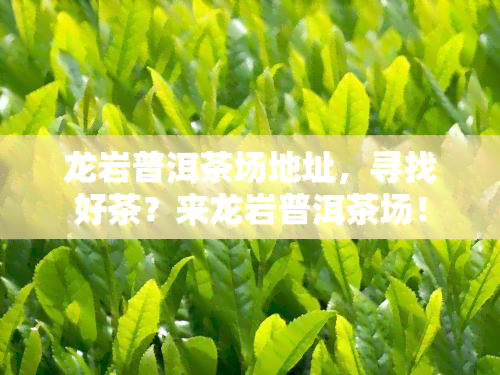 龙岩普洱茶场地址，寻找好茶？来龙岩普洱茶场！