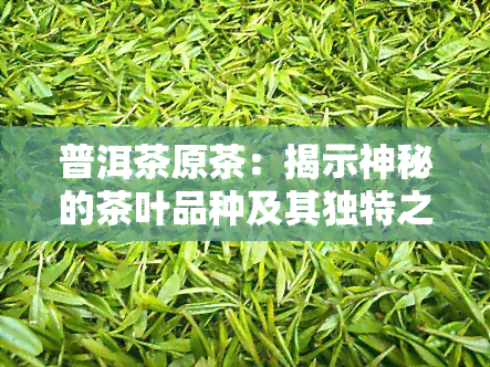 普洱茶原茶：揭示神秘的茶叶品种及其独特之处