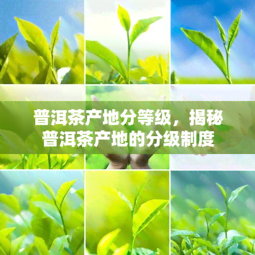 普洱茶产地分等级，揭秘普洱茶产地的分级制度