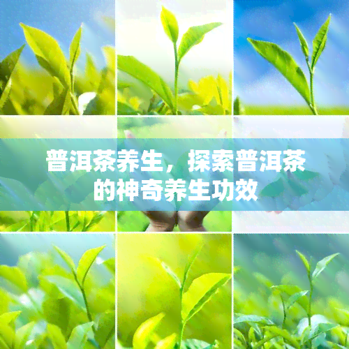 普洱茶养生，探索普洱茶的神奇养生功效