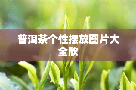 普洱茶个性摆放图片大全欣