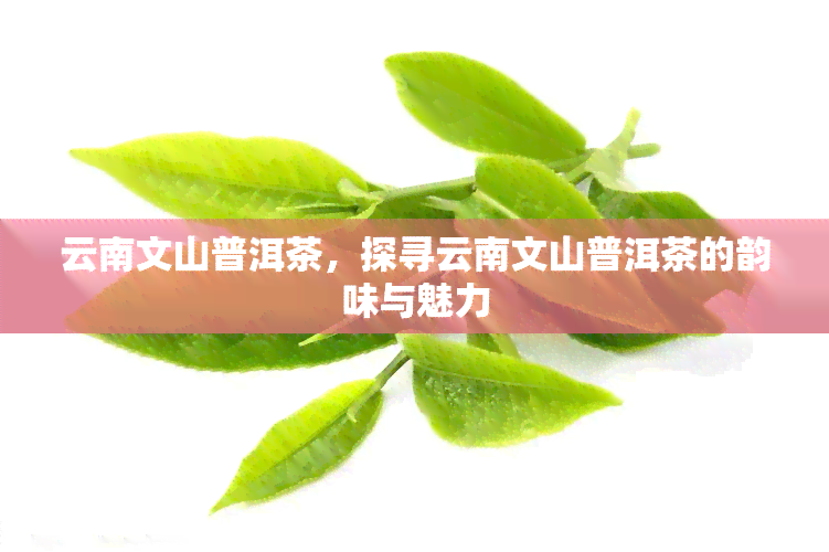 云南文山普洱茶，探寻云南文山普洱茶的韵味与魅力