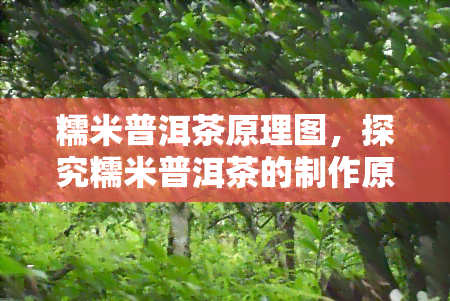 糯米普洱茶原理图，探究糯米普洱茶的制作原理：一份详细的图解指南