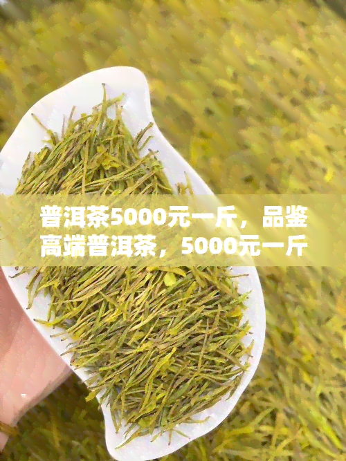 普洱茶5000元一斤，品鉴高端普洱茶，5000元一斤的尊贵享受