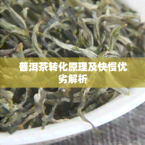 普洱茶转化原理及快慢优劣解析