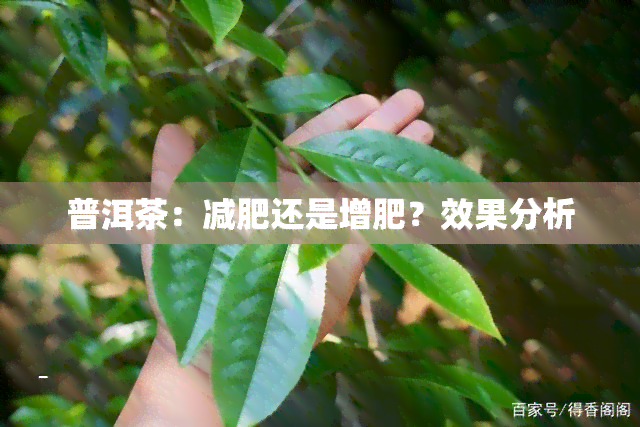 普洱茶：减肥还是增肥？效果分析