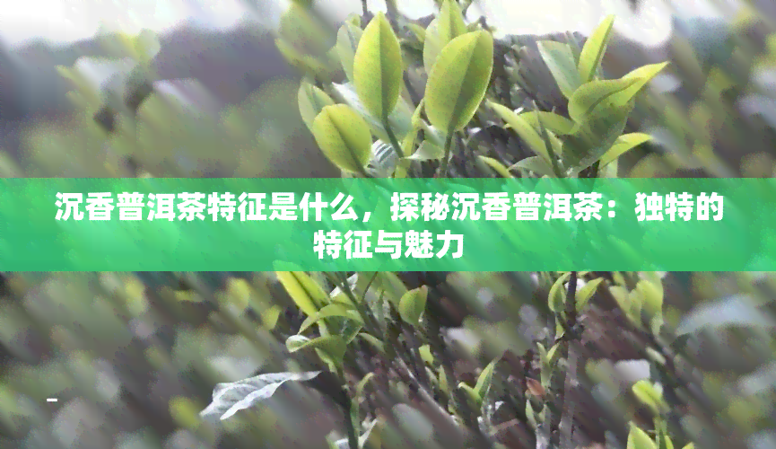 沉香普洱茶特征是什么，探秘沉香普洱茶：独特的特征与魅力