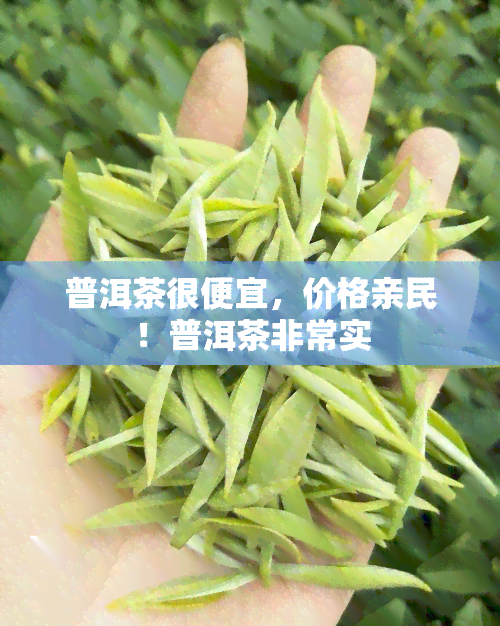 普洱茶很便宜，价格亲民！普洱茶非常实