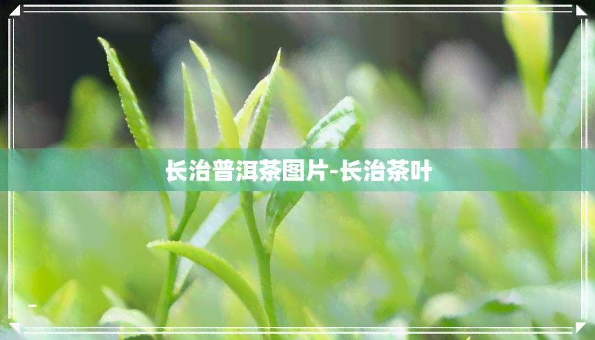 长治普洱茶图片-长治茶叶