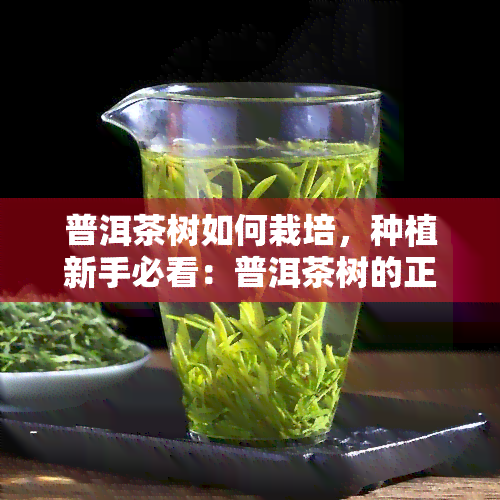 普洱茶树如何栽培，种植新手必看：普洱茶树的正确栽培方法